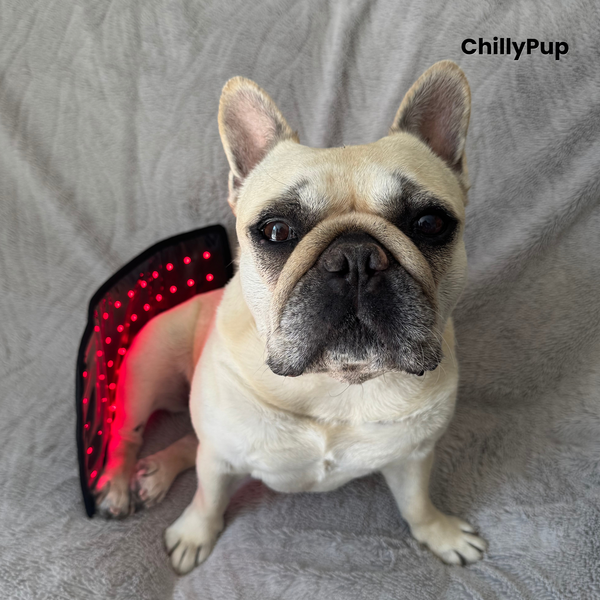 Cordless Red Light Therapy Pad for Dogs