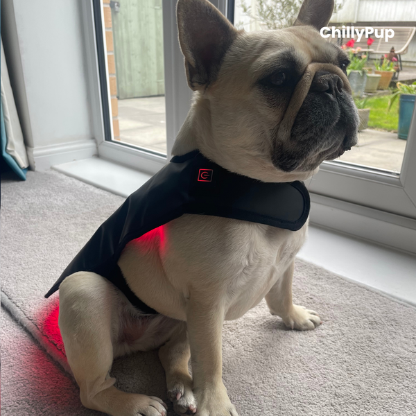 Red Light Therapy Wrap for Dogs, Back and Spinal Support