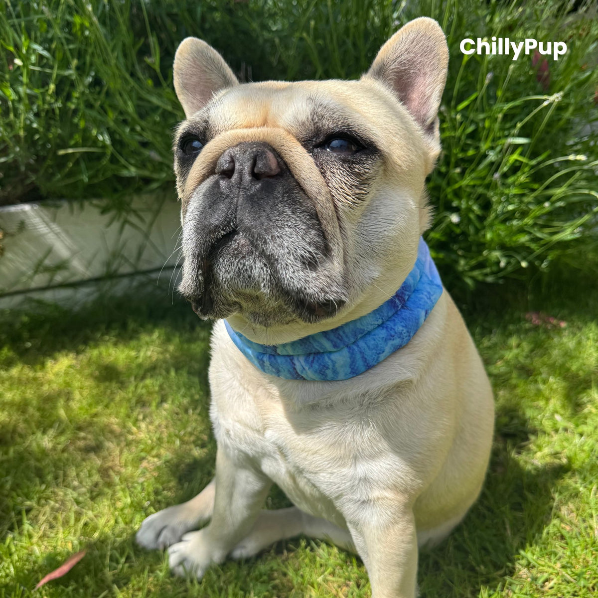 Mila, our French Bulldog