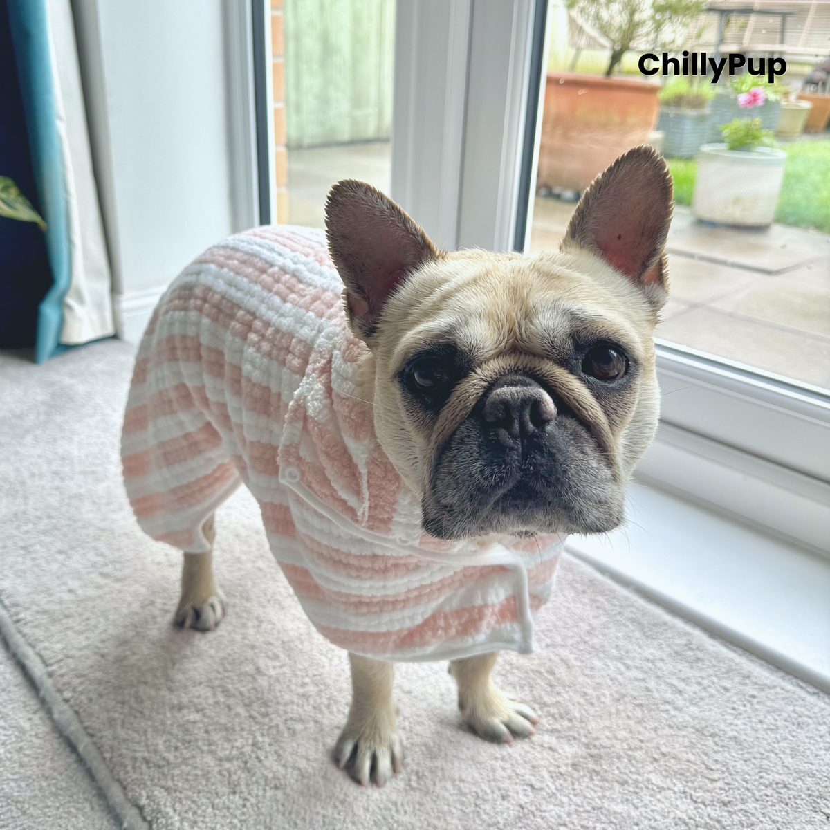 Mila, our French Bulldog