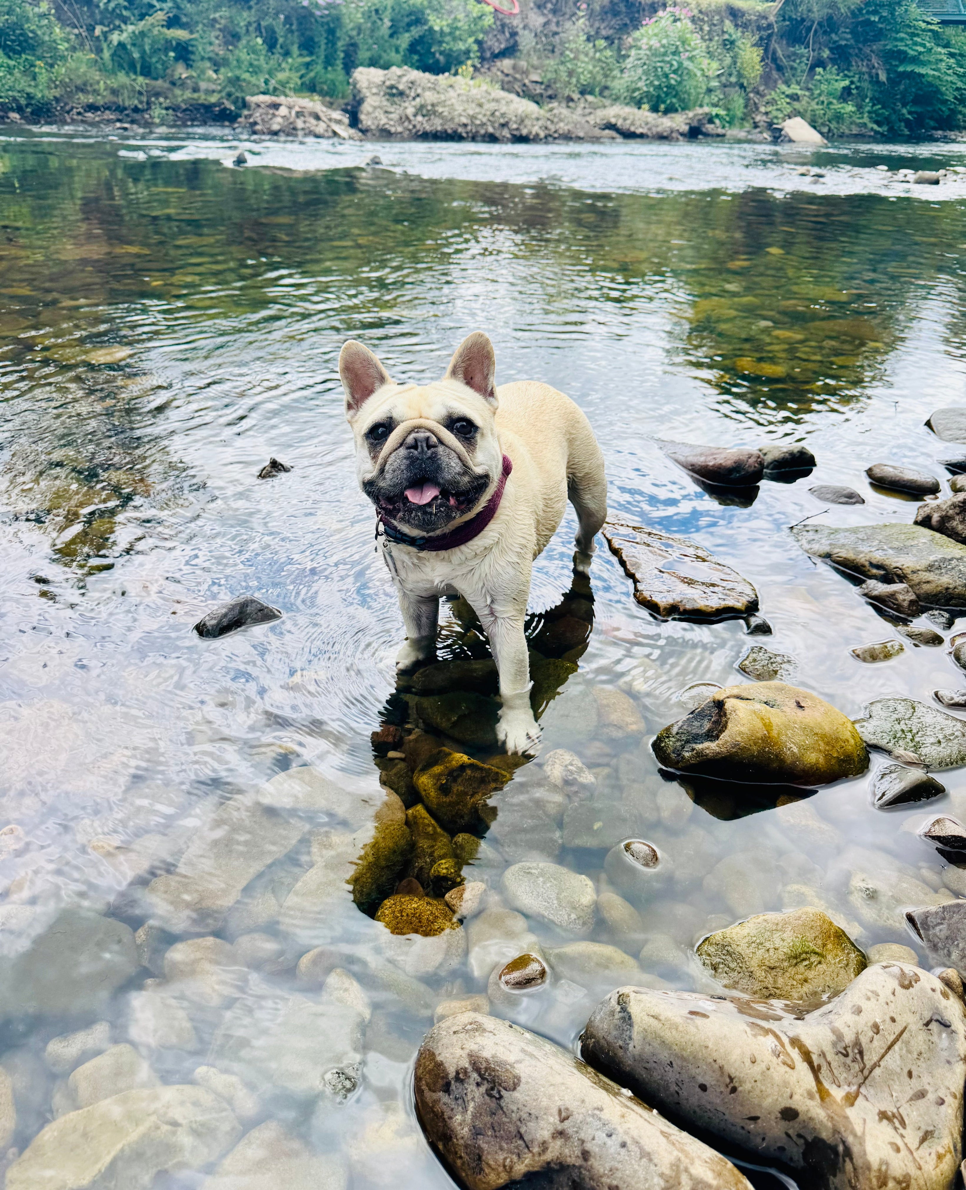 Mila the frenchbull dog in a river smiling