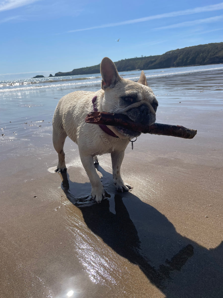 Mila, our French Bulldog