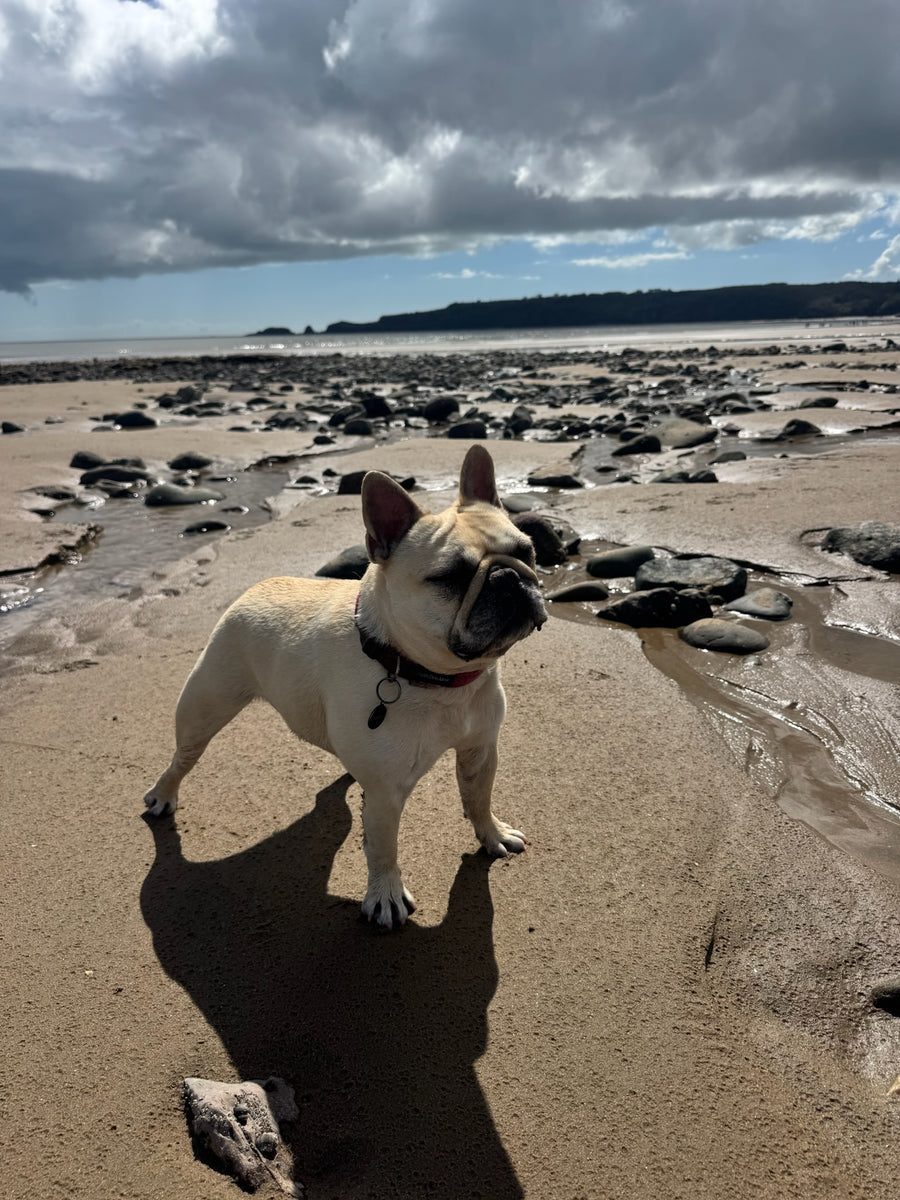 Mila, our French Bulldog